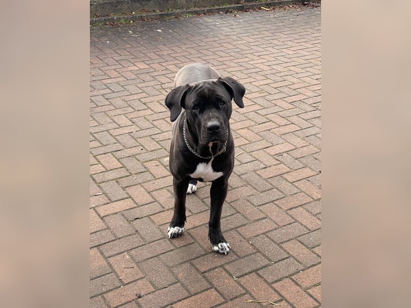 Cane Corso Presa Canario Mischling