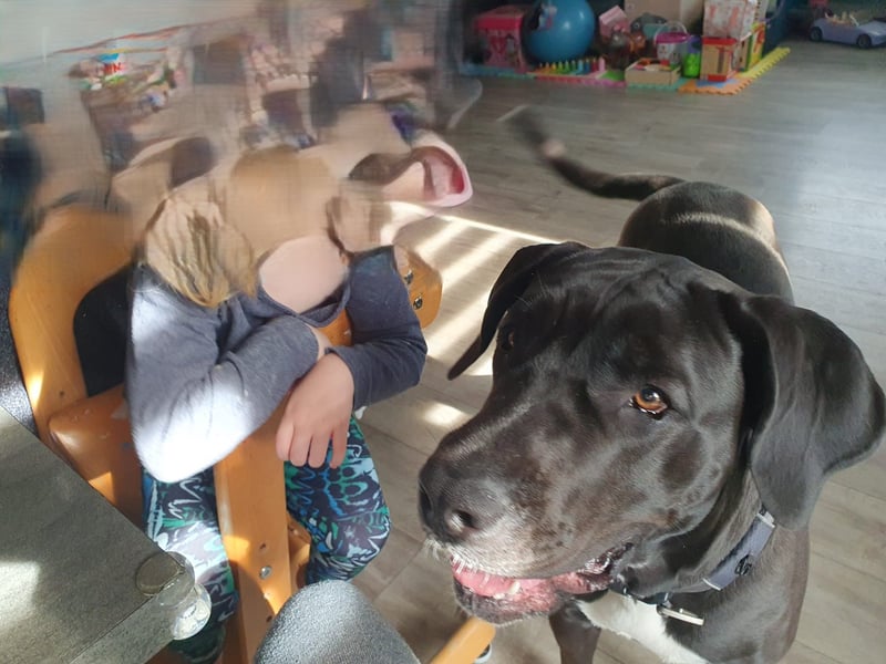 Cane Corso Presa Canario Mischling