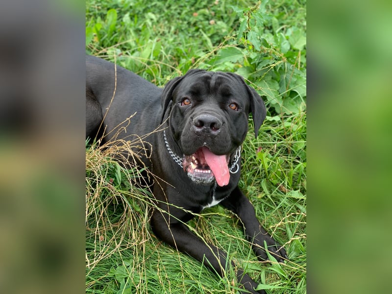 Cane Corso Presa Canario Mischling