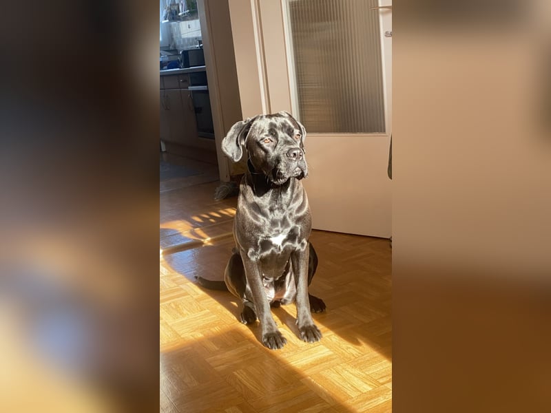 Cane Corso Mix Hündin an erfahrene Hände