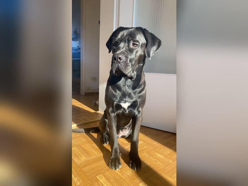 Cane Corso Mix Hündin an erfahrene Hände