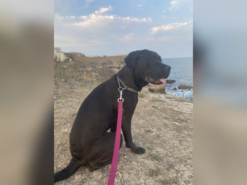 Cane Corso Mix Hündin an erfahrene Hände