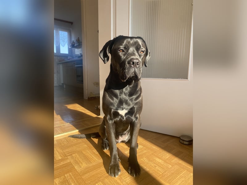 Cane Corso Mix Hündin an erfahrene Hände
