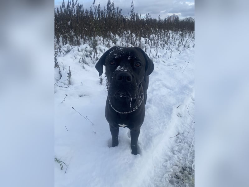 Cane Corso Mix Hündin an erfahrene Hände