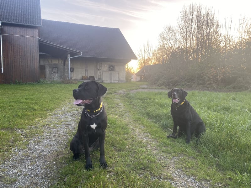 Cane Corso Mix Hündin an erfahrene Hände