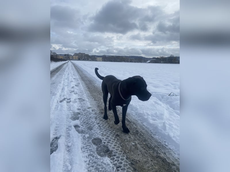 Cane Corso Mix Hündin an erfahrene Hände