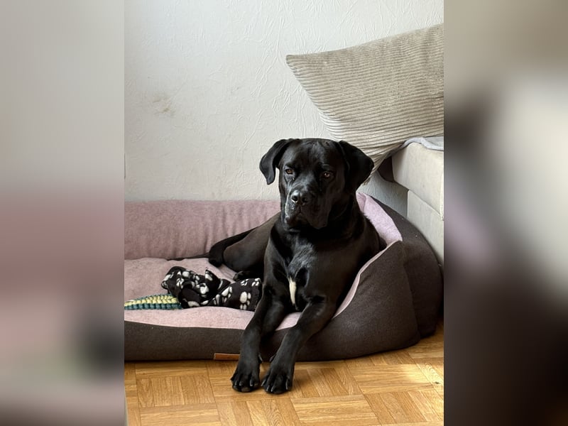 Cane Corso Mix Hündin an erfahrene Hände