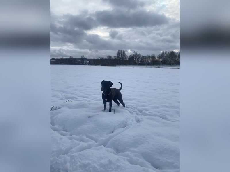 Cane Corso Mix Hündin an erfahrene Hände