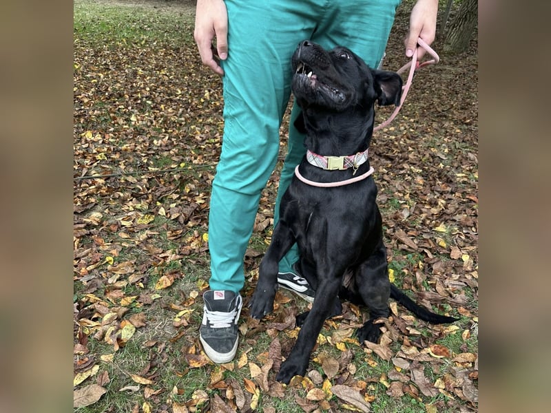 Luna-Nera eine Hündin zum richtig lieb haben