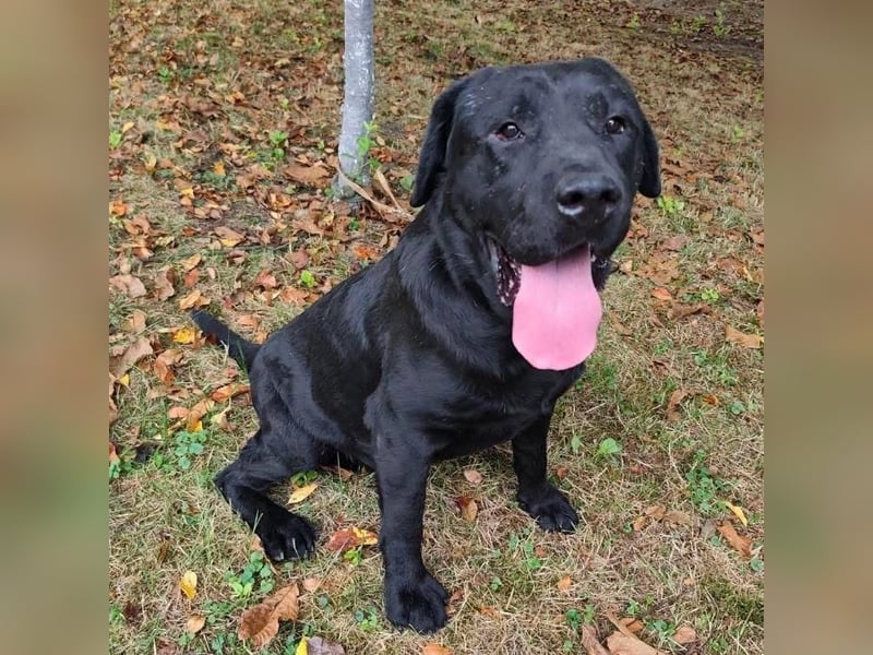 Joey ist traurig Joey ist traurig