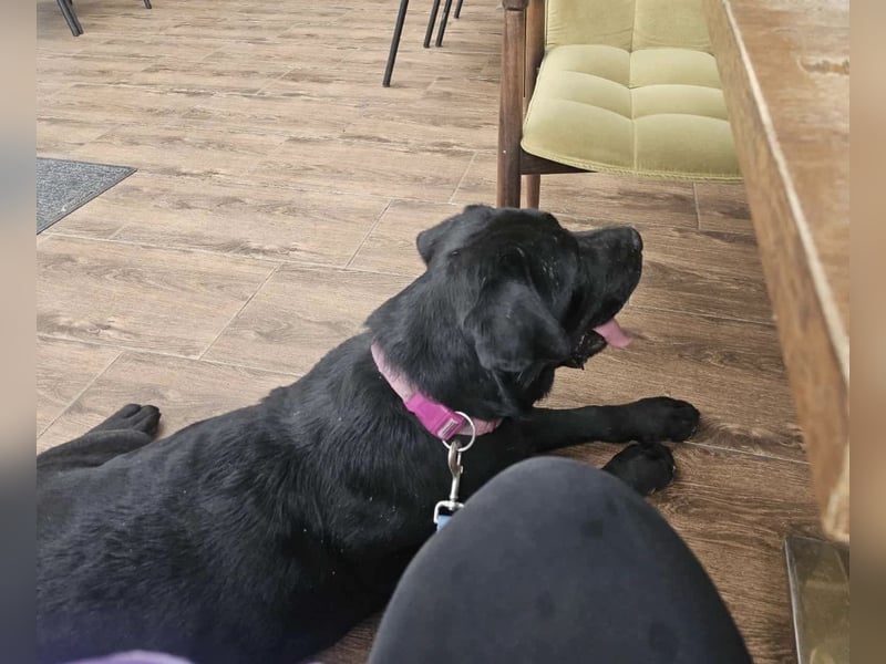 Joey ist traurig Joey ist traurig