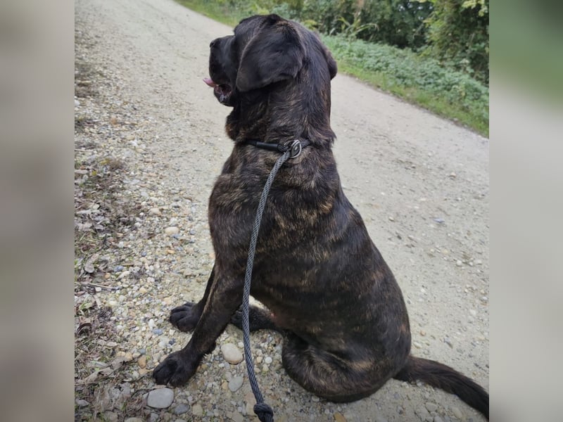 Gustav ein großer Bub