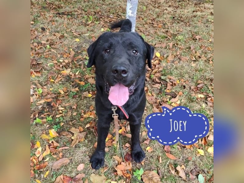 Joey ist traurig Joey ist traurig