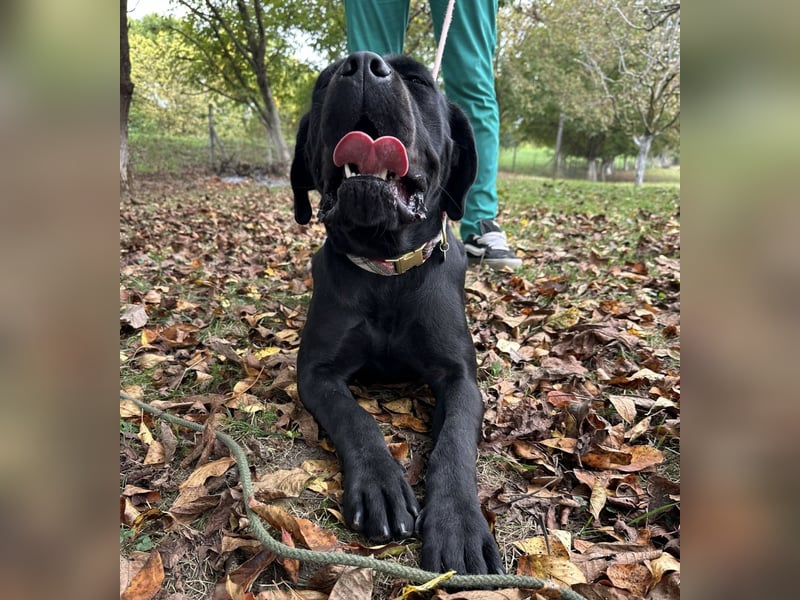 Luna-Nera eine Hündin zum richtig lieb haben