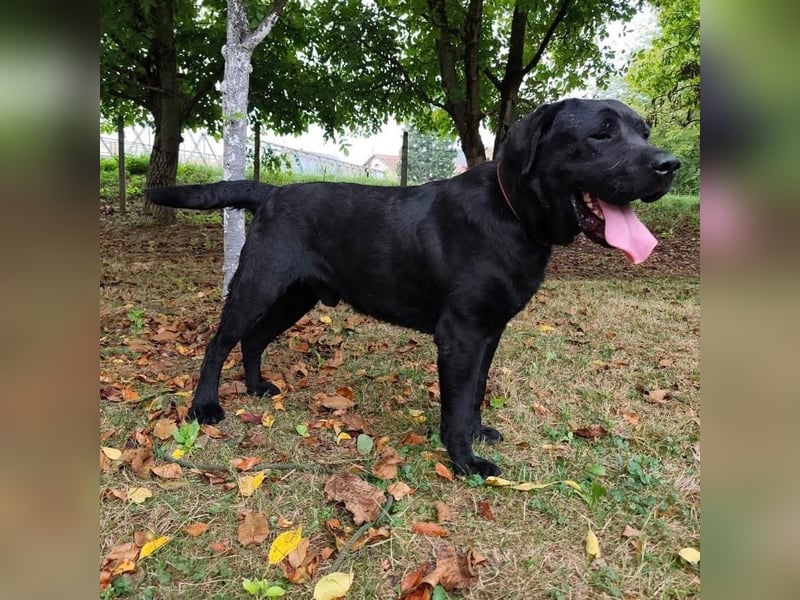 Joey ist traurig Joey ist traurig