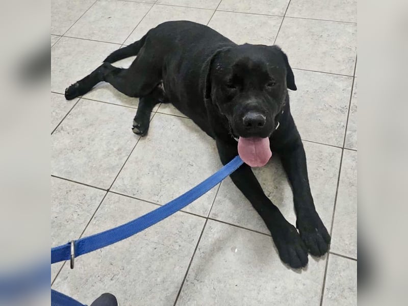 Joey ist traurig Joey ist traurig