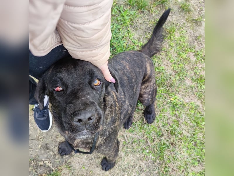 Gustav ein großer Bub