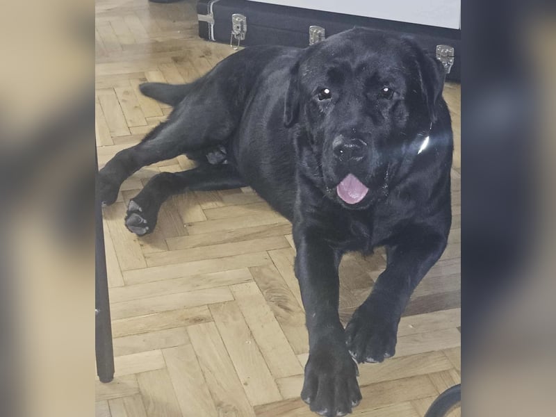 Joey ist traurig Joey ist traurig