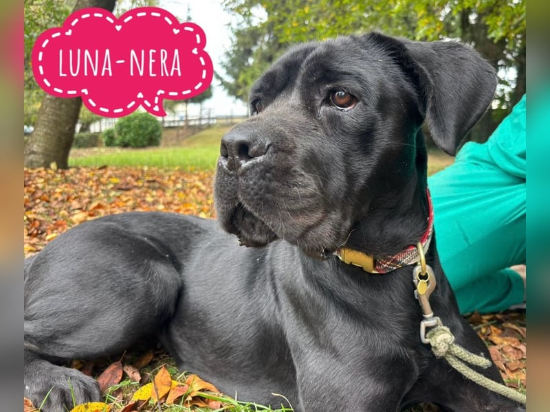 Luna-Nera eine Hündin zum richtig lieb haben