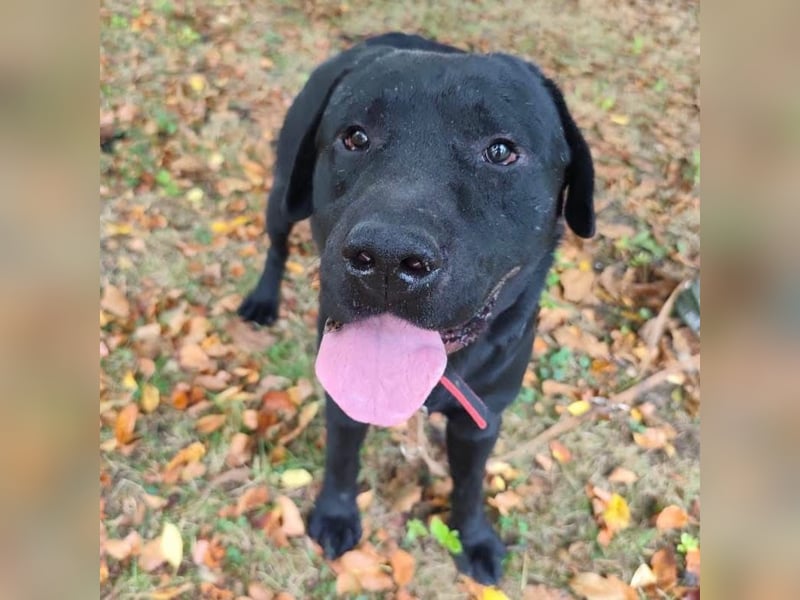 Joey ist traurig Joey ist traurig