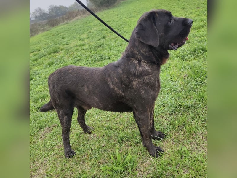 Gustav ein großer Bub