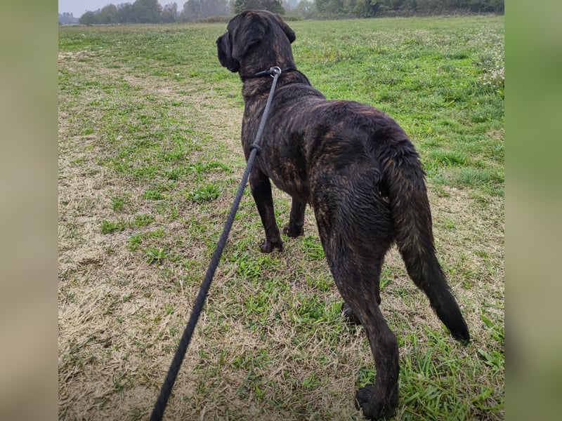 Gustav ein großer Bub