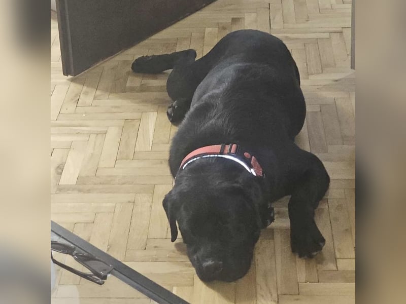 Joey ist traurig Joey ist traurig