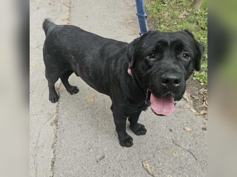 Joey ist traurig Joey ist traurig