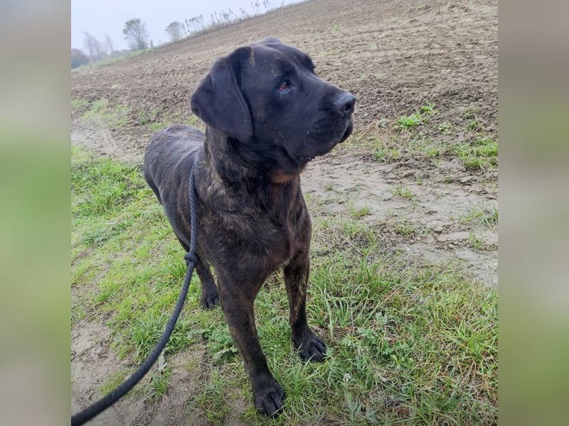 Gustav ein großer Bub