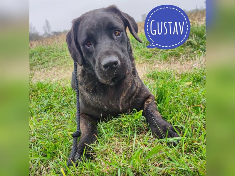 Gustav ein großer Bub