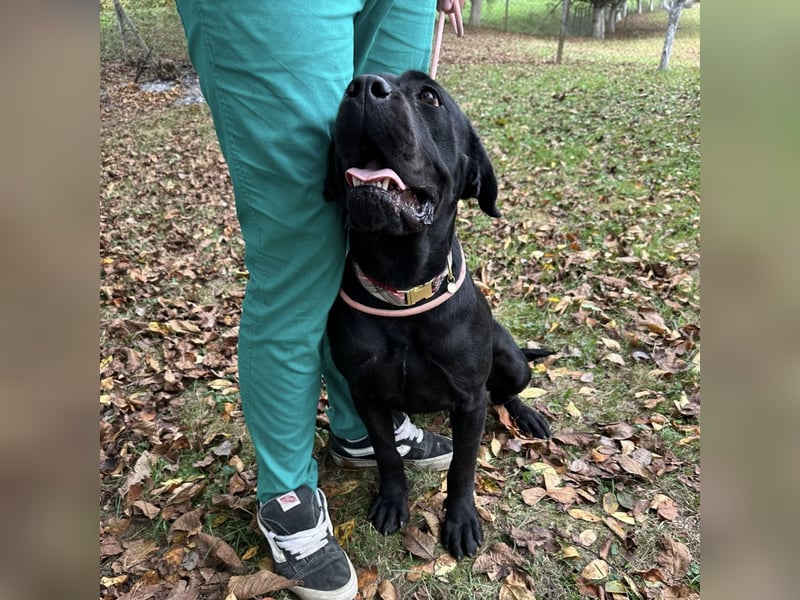 Luna-Nera eine Hündin zum richtig lieb haben