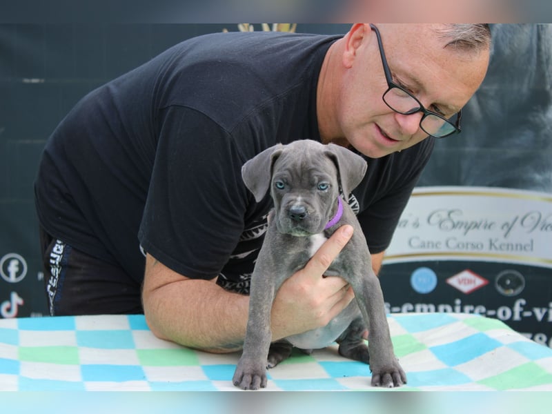 Cane Corso Welpen