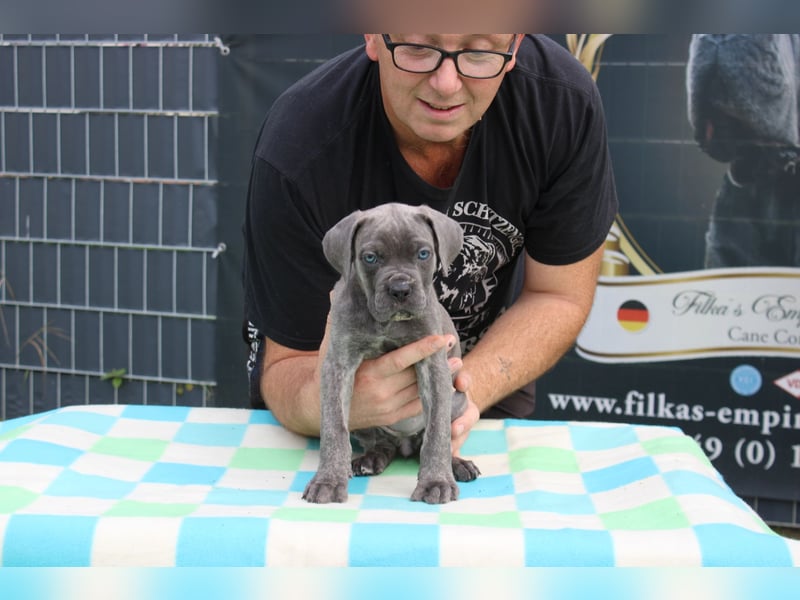 Cane Corso Welpen