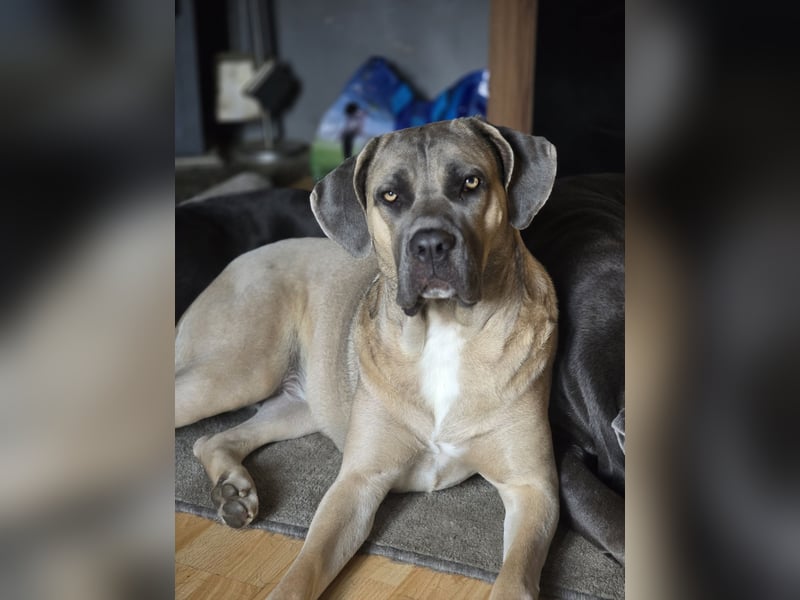 Cane Corso Welpen