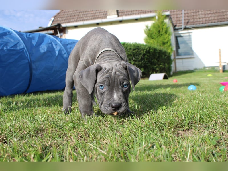 Cane Corso Welpen