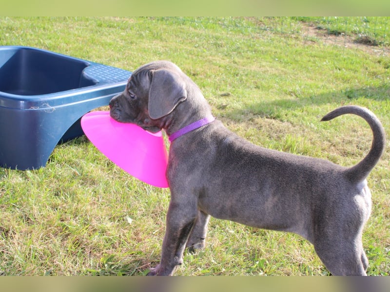 Cane Corso Welpen