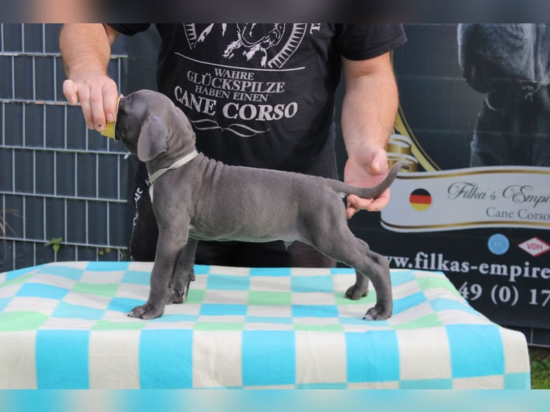 Cane Corso Welpen