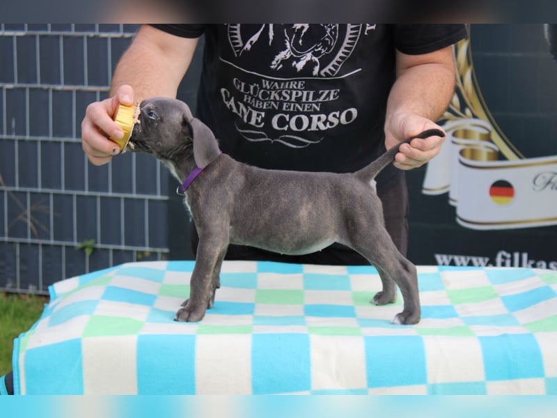 Cane Corso Welpen