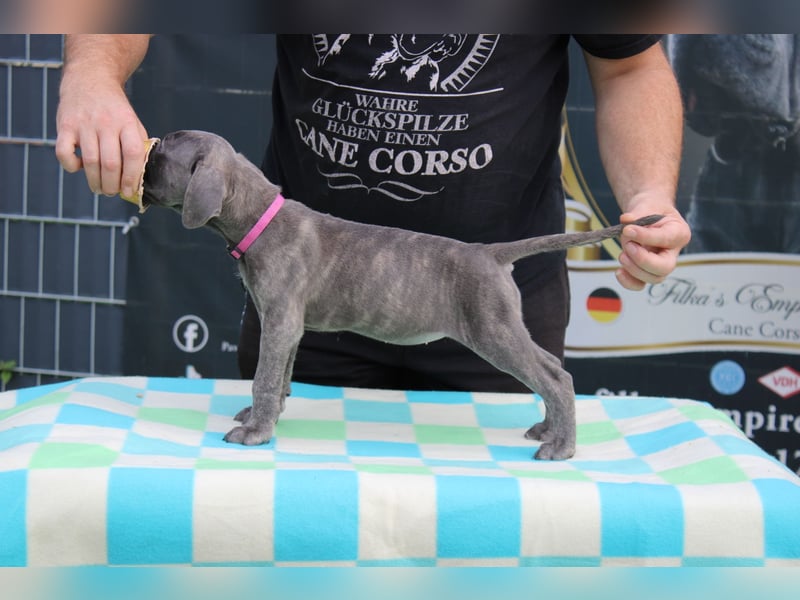 Cane Corso Welpen