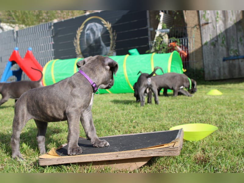 Cane Corso Welpen