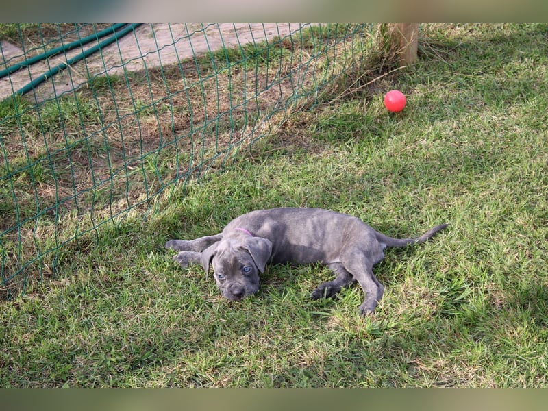 Cane Corso Welpen