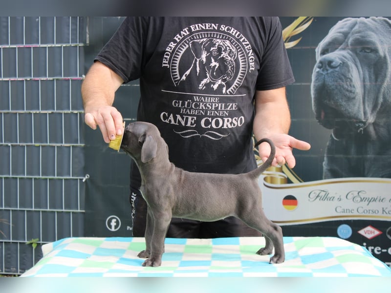 Cane Corso Welpen
