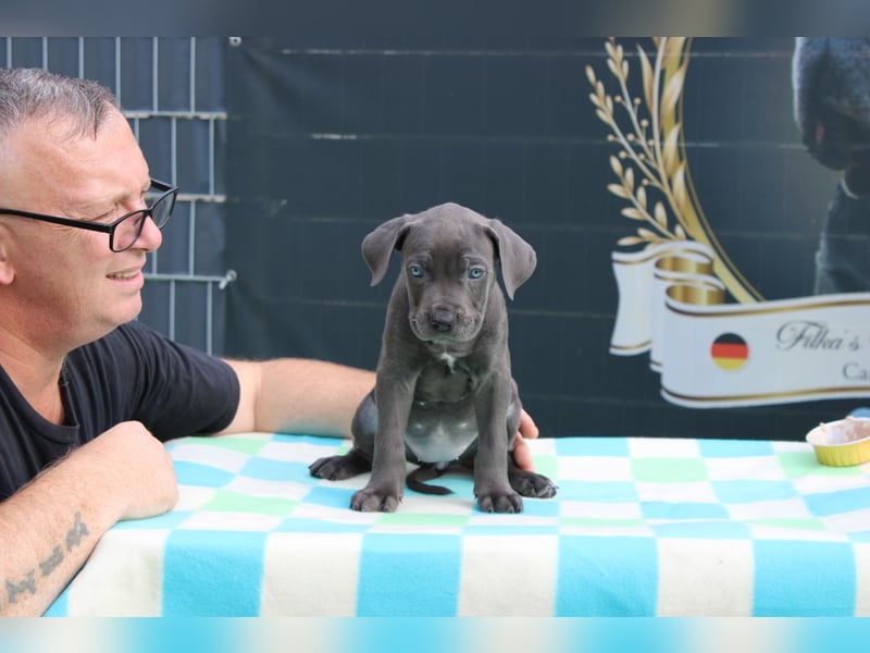 Cane Corso Welpen