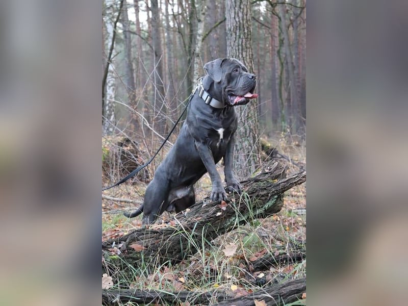 Cane Corso Welpen