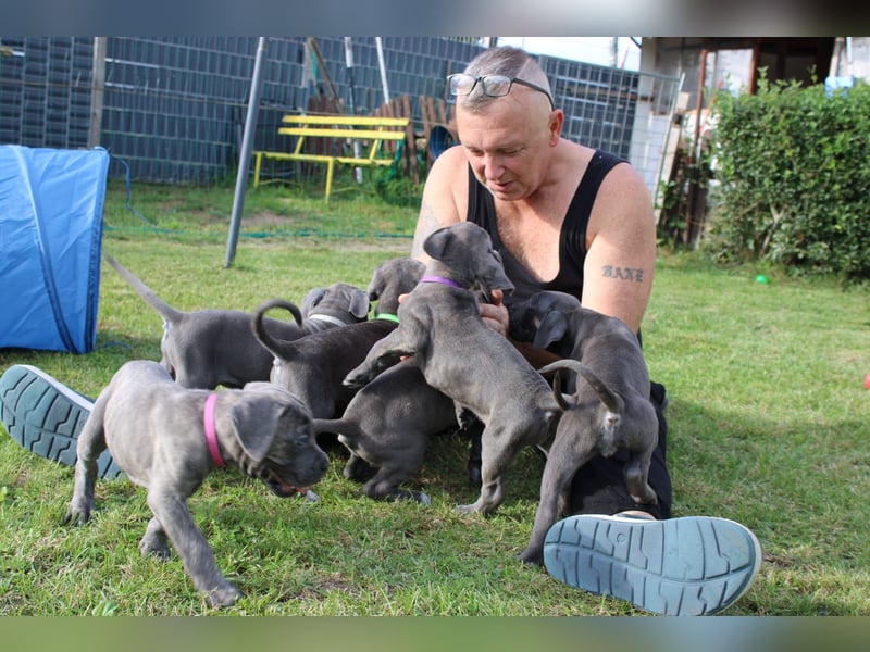 Cane Corso Welpen