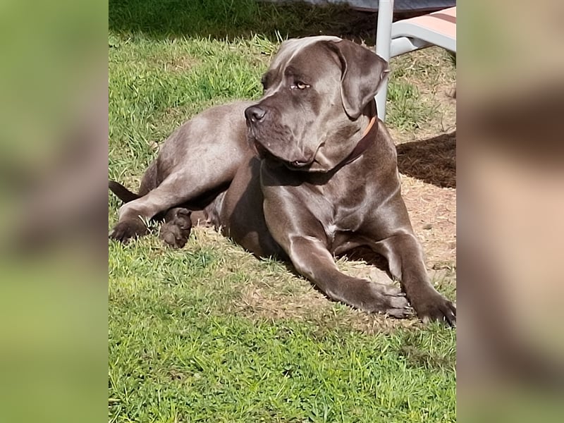 Cane Corso Hündin 16 Monate