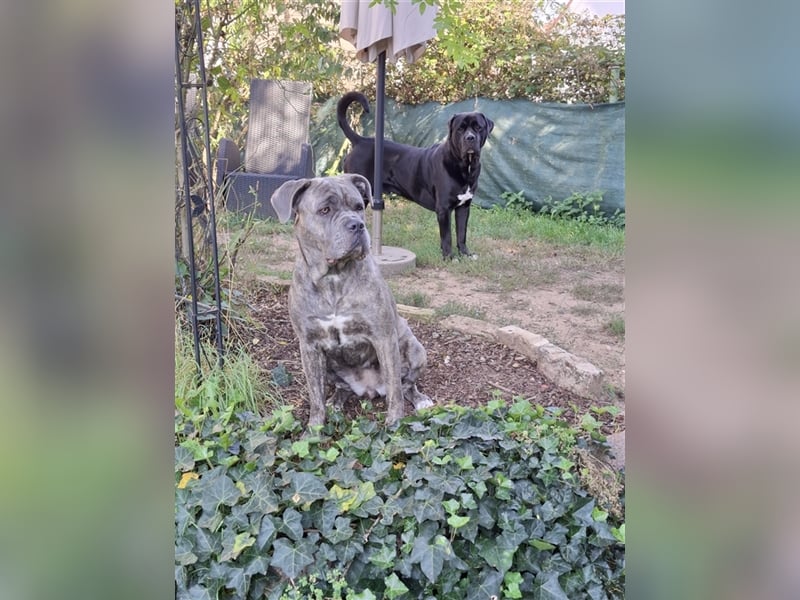 Cane Corso Welpen