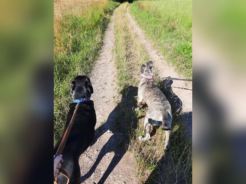 Cane Corso Welpen