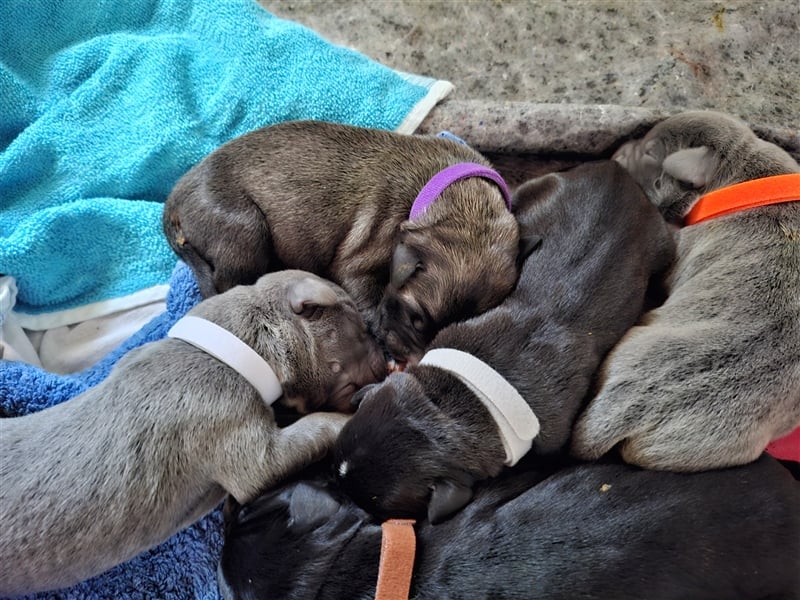 Cane Corso Welpen