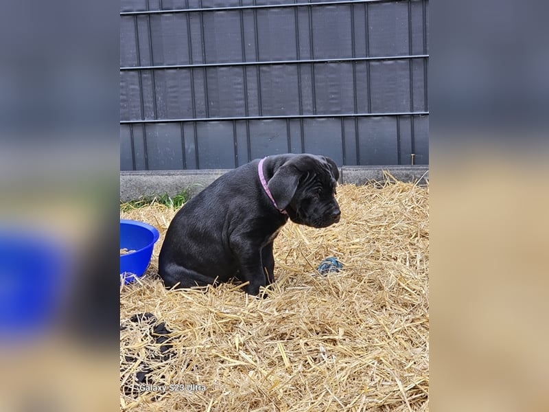 Cane corso Mischlingswelpen